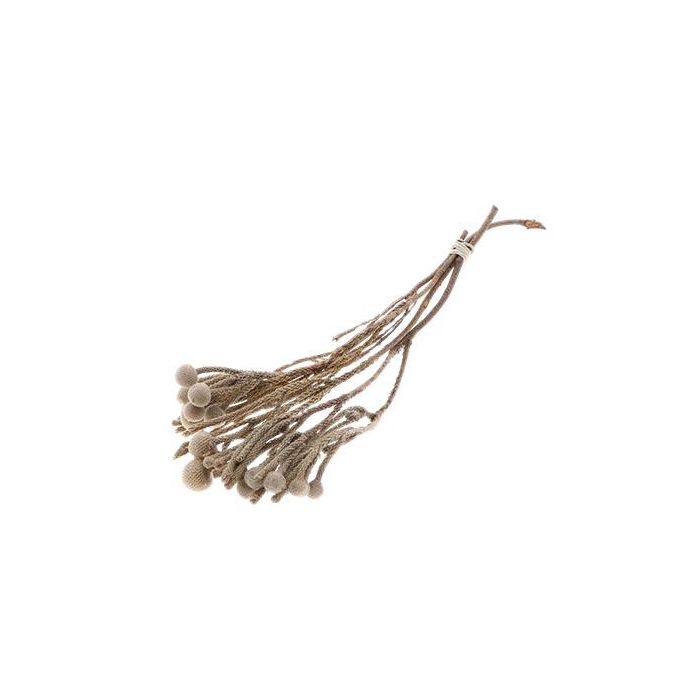 <h4>Bunch Brunia 3 Pcs Slv L40</h4>