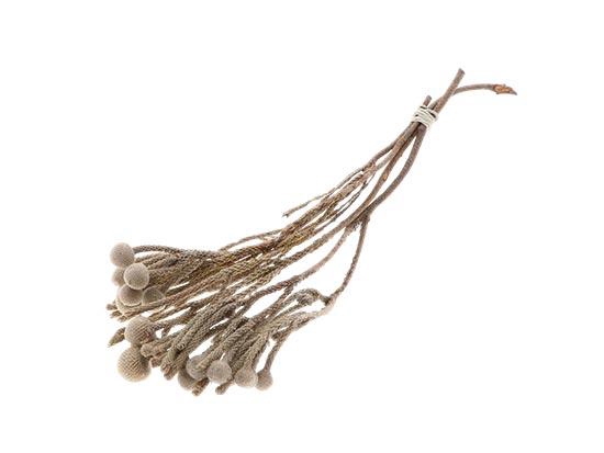 Bunch Brunia 3 Pcs Slv L40