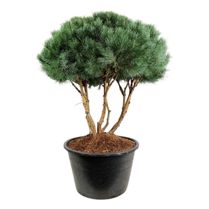 Pinus sylv. 'Watereri'