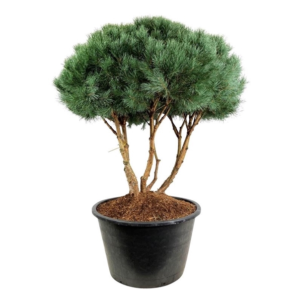 <h4>Pinus sylv. 'Watereri'</h4>