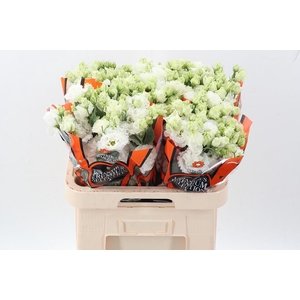 Eus G Celebrich Whit