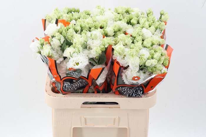 <h4>Eus G Celebrich Whit</h4>