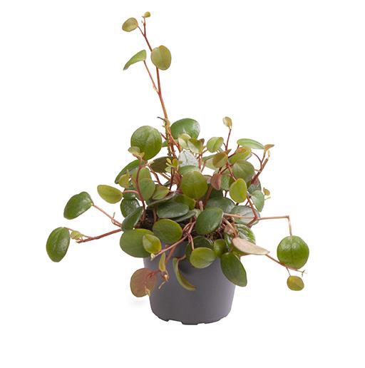 Peperomia Pepperspot 6Ø 12cm