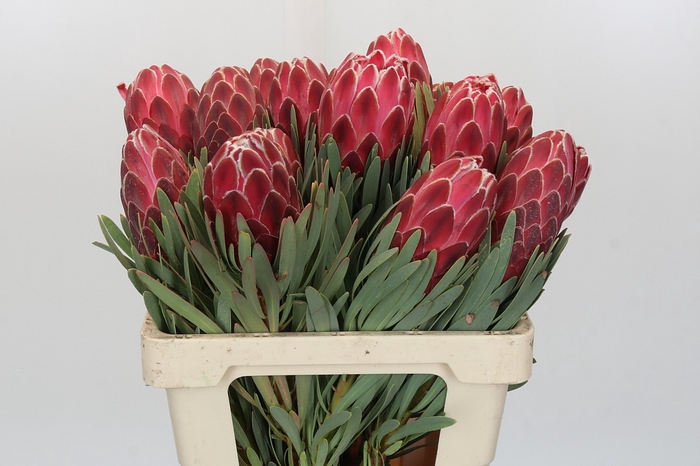 <h4>Protea Venus</h4>