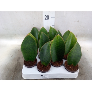 Sansevieria grandis