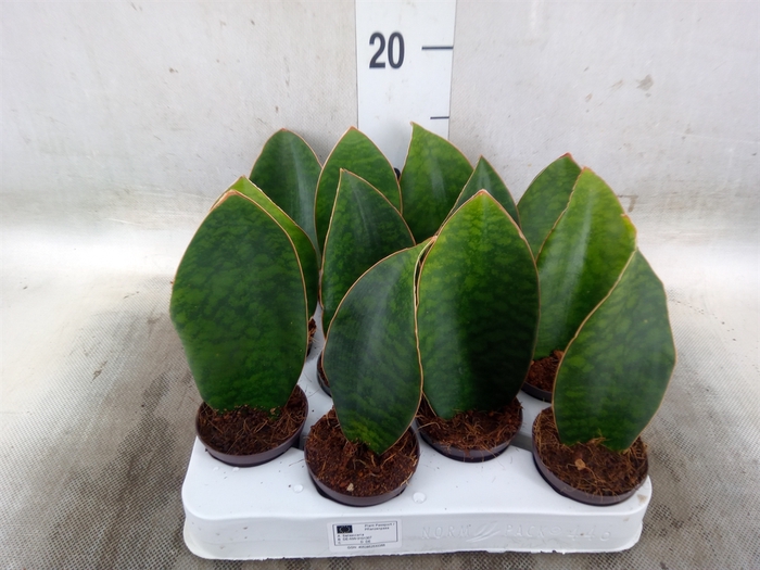 <h4>Sansevieria grandis</h4>