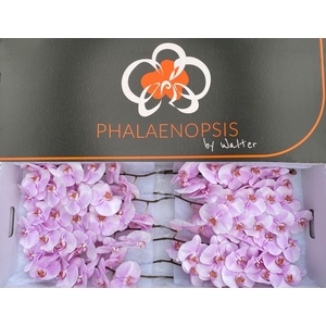 Phalaenopsis Tikal 10-14