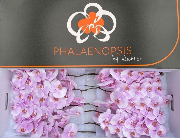 <h4>Phalaenopsis Tikal 10-14</h4>