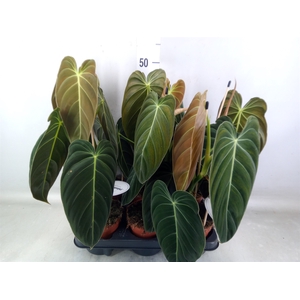 Philodendron melanochrysum