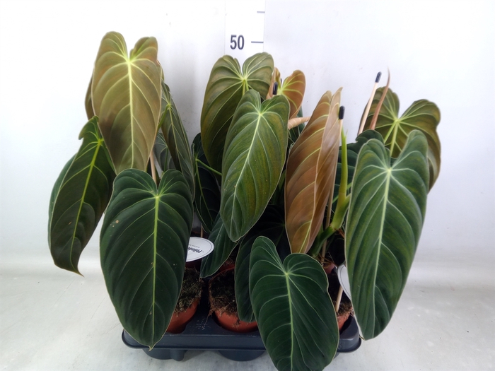 <h4>Philodendron melanochrysum</h4>