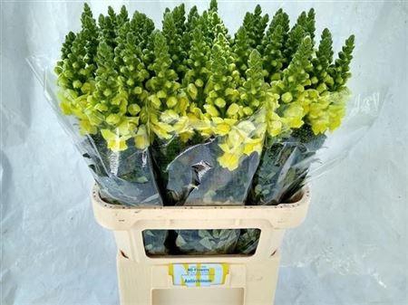 <h4>Antirrhinum Yellow</h4>