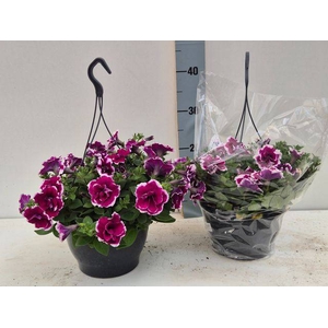 PETUNIA DOUBLE PURPLE P21