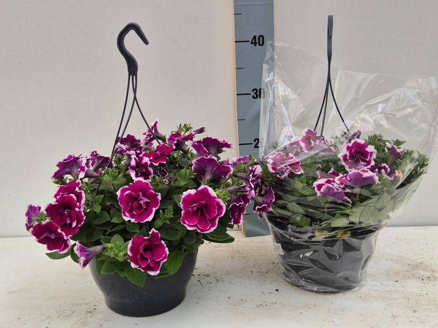 <h4>PETUNIA DOUBLE PURPLE P21</h4>