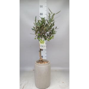 Arr.   Tuinplanten H%