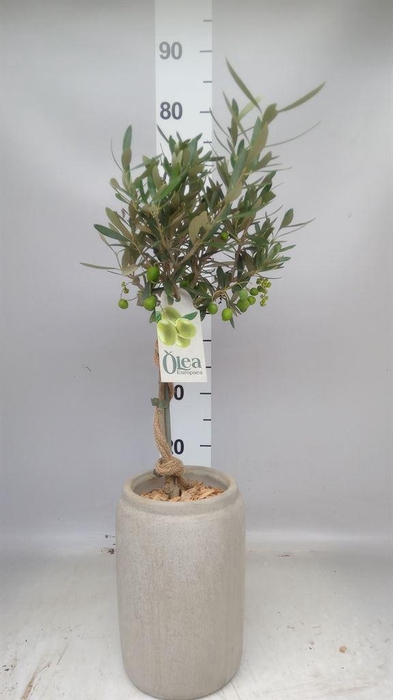 <h4>Arr.   Tuinplanten H%</h4>