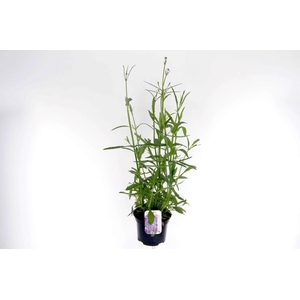 Verbena bonariensis