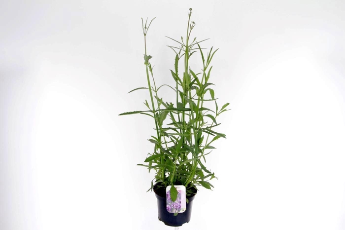 <h4>Verbena bonariensis</h4>