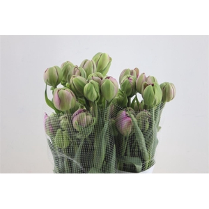 Tu Du Fr Purple Power 70cm