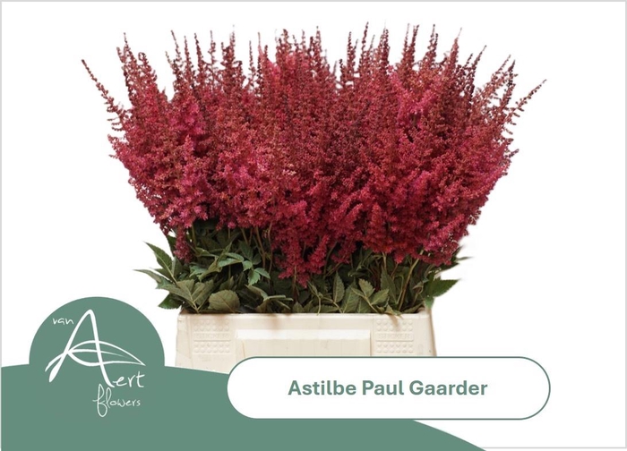 <h4>ASTIL AR PAUL GAARDE</h4>