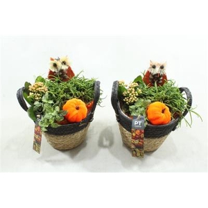 5440 ORANGE BLACK MANDJE