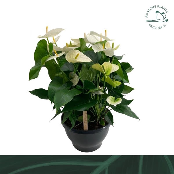 <h4>Anthurium schaal Samora</h4>