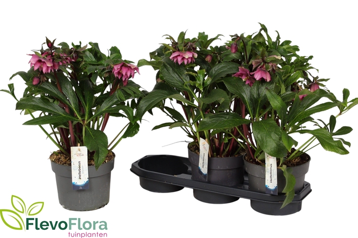 <h4>HELL VIV BATISTA</h4>