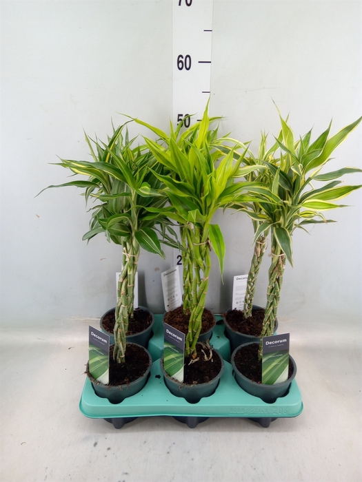 <h4>Dracaena sand.   ...mix 3</h4>