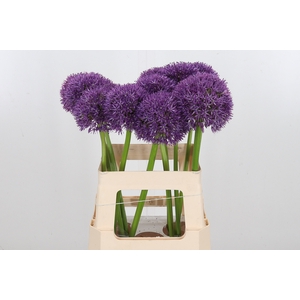 Allium Pinball Wizar