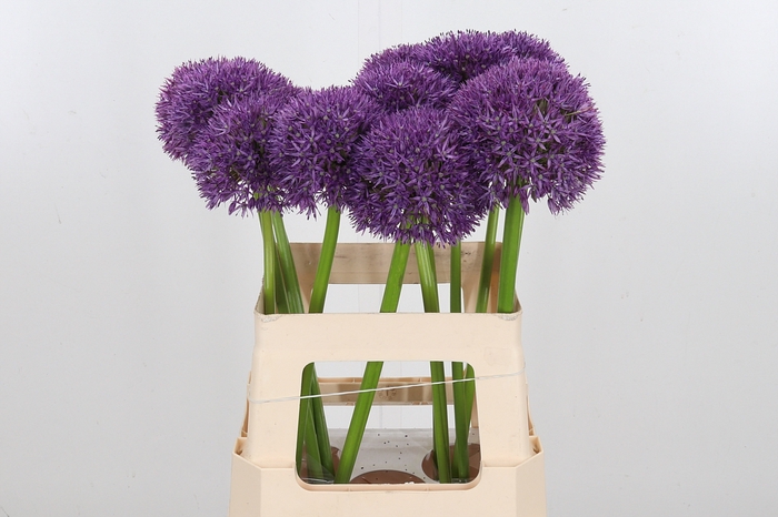 <h4>Allium Pinball Wizar</h4>