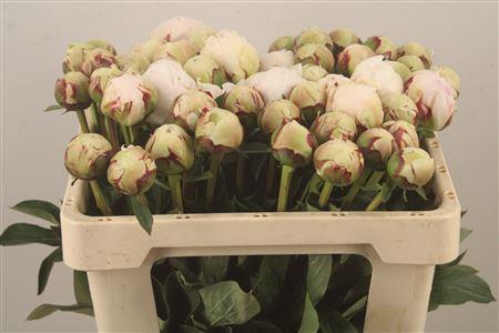 <h4>Paeo L Odile</h4>