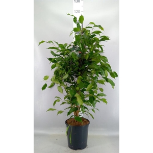 Ficus benja. 'Exotica'