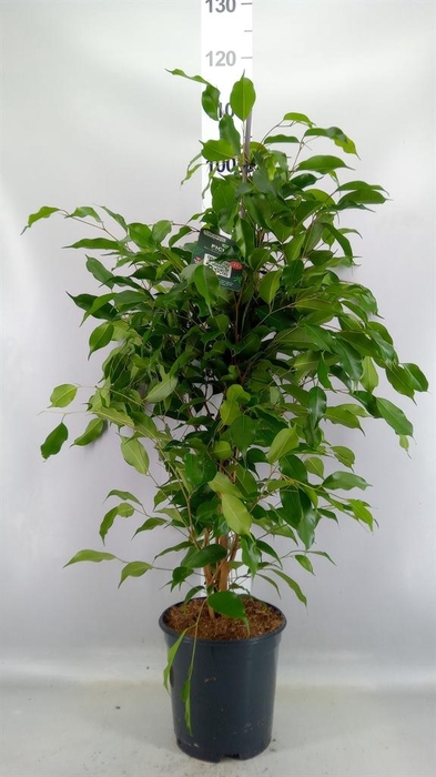 <h4>Ficus benja. 'Exotica'</h4>