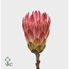 Protea Mundi White