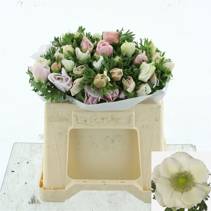 <h4>ANEM CO MIS + WHITE</h4>