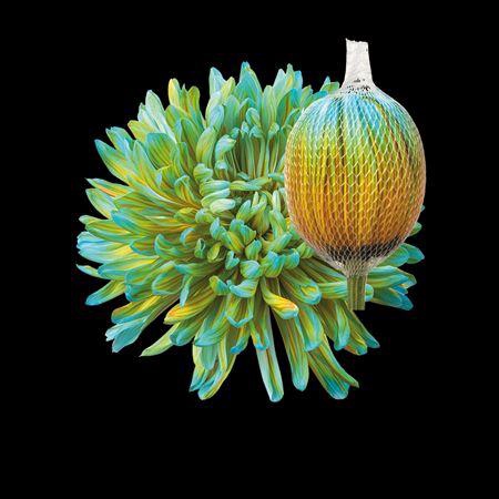 <h4>Chr G Antonov Curacao</h4>