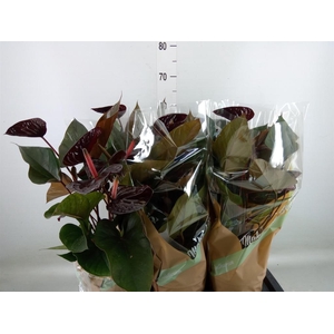 Anthurium andr. 'Beauty Black'