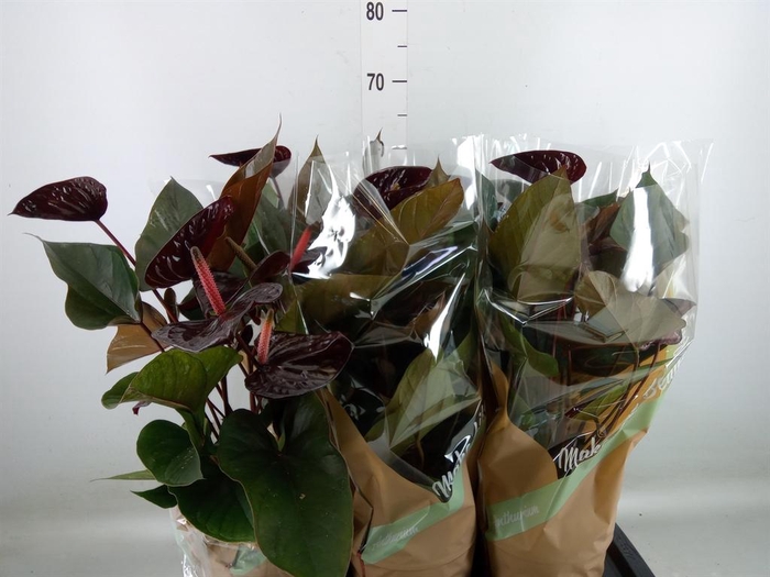 <h4>Anthurium andr. 'Beauty Black'</h4>