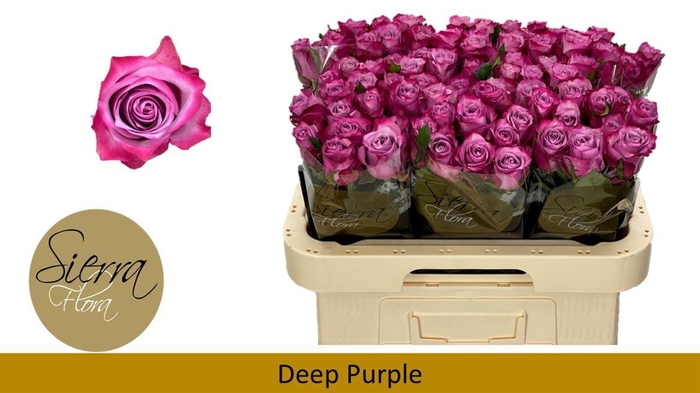 <h4>R Gr Deep Purple</h4>