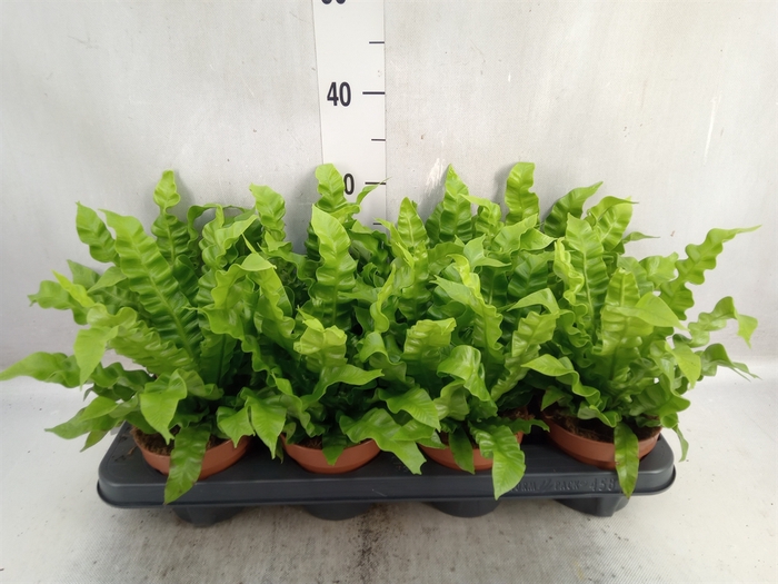 <h4>Asplenium nidus 'Crispy Wave'</h4>