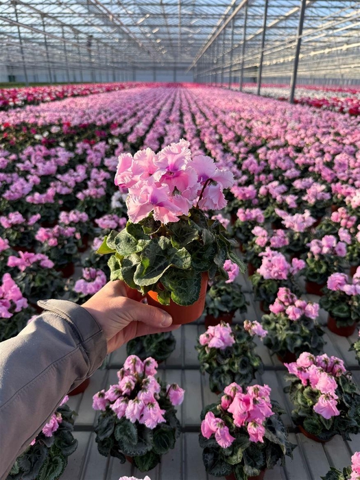 <h4>Cyclamen Falbala</h4>