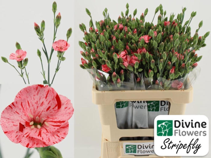 <h4>Di Solandis Stripefly Divine</h4>