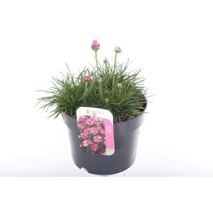 Armeria maritima Splendens