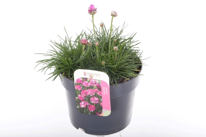 <h4>Armeria maritima Splendens</h4>