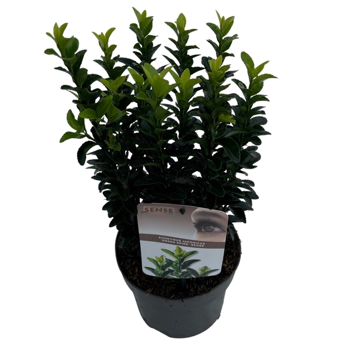 Euonymus jap. 'Green Spire' (Jean Hugues) sense C2