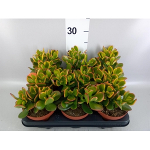 Crassula ovata 'Sunset'