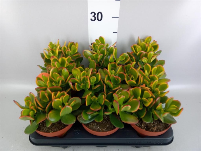 <h4>Crassula ovata 'Sunset'</h4>