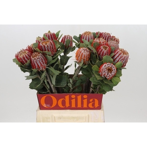 Banksia Coccinea