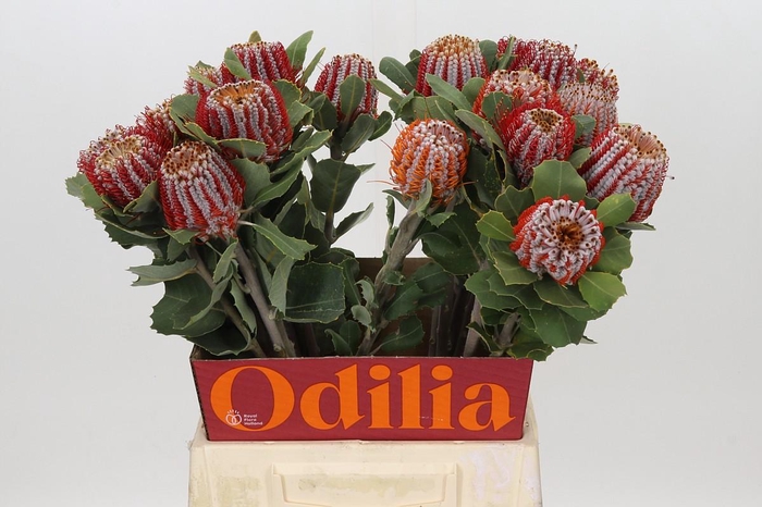 <h4>Banksia Coccinea</h4>