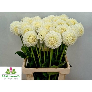 Dahlia Ice Ice Baby