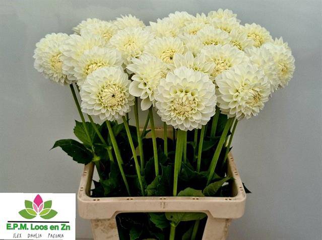 <h4>Dahlia Ice Ice Baby</h4>